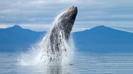 Ученые сделали неожиданное открытие о китах