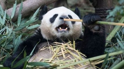 Многолетние труды себя оправдали: больших панд спасли от исчезновения, но угроза все еще есть