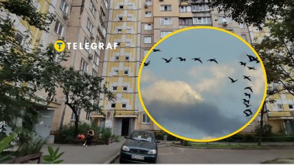 Загадочная птица под крышей дома разделила мнения украинцев