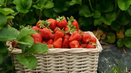 Буде рясне плодоношення смачної та корисної ягоди