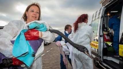 Авария танкера в Нидерландах: пострадали сотни птиц 