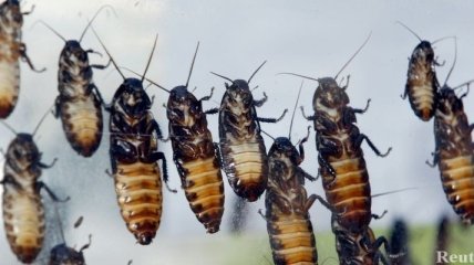 В Китае более 1 млн тараканов вырвались на свободу   