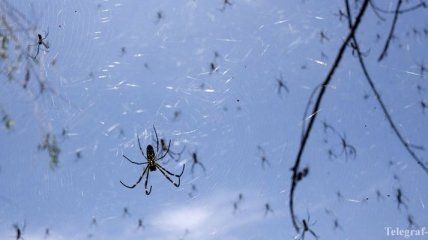 В Австралии прошел "дождь из пауков"