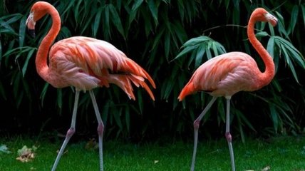 Ученые сделали удивительное заявление о фламинго