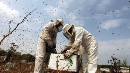 На Винничине пчелы до смерти искусали пасечника