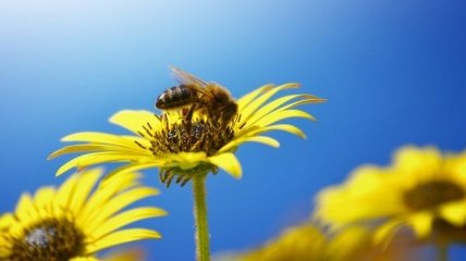 Смена "профессии" у пчел отразилась на их ДНК