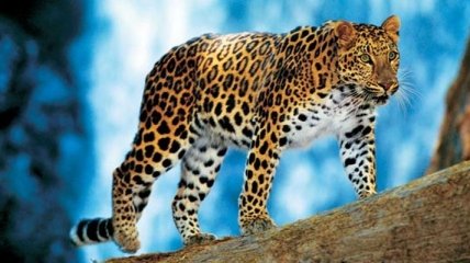 Ученые сделали необычное открытие о леопардах