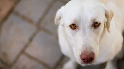 Бездомные собаки все чаще нападают на людей на Луганщине