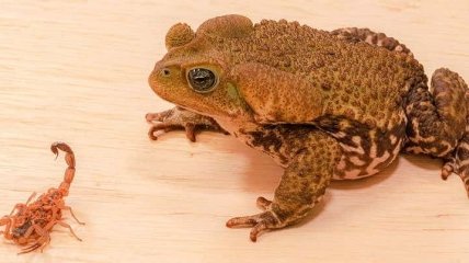 Почти неуязвимы: на бразильских жаб не действует яд скорпионов
