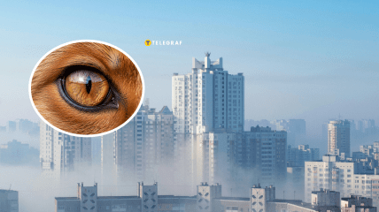 Хищника заметили во дворе многоэтажек