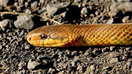 Новое исследование: Зачем змеям нужен яд?