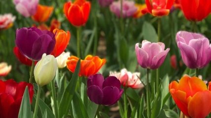 Тюльпаны одними из первых цветут в саду