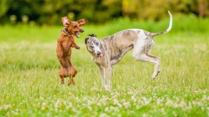 Смешные и прикольные ситуации из жизни животных, которые поднимут ваше настроение