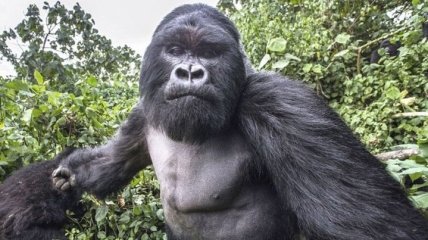 Забавная "фотосессия" пьяной гориллы по имени Сильвербэк Акаревуро (Фото)