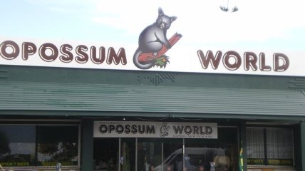 Удивительный и странный новозеландский музей опоссумов (Фото)