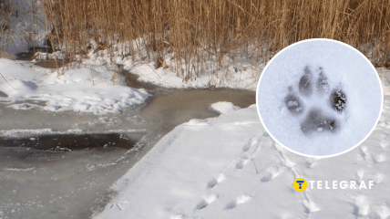 Следы хищников на снегу