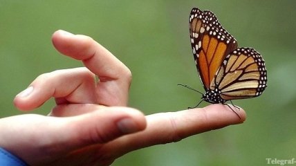 В Донецке бабочки лечат посетителей зимнего сада 
