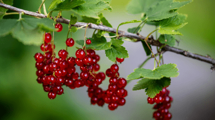 Червона смородина
