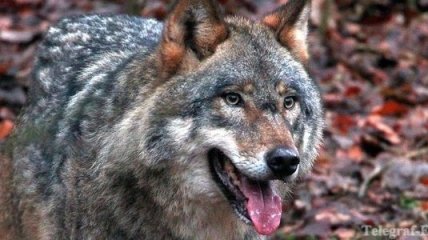 Казахстанцы для охраны имущества начали покупать волков