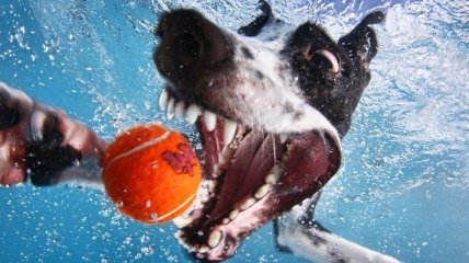 Смешные, прикольные и милые собаки, которые ныряют за мячиком