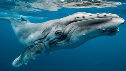 В Мережі з'явилися кадри годування дитинчати горбатого кита