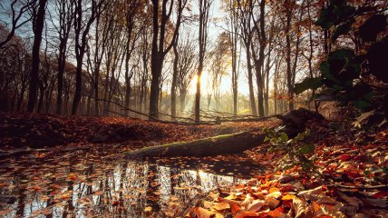 Яке сьогодні свято — Агафонів день