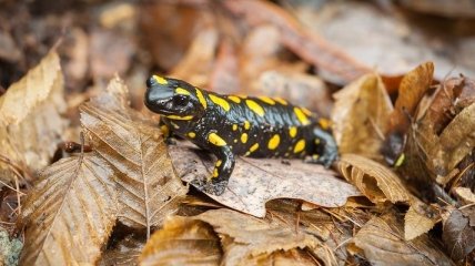 В Канаде нашли растение, питающееся саламандрами