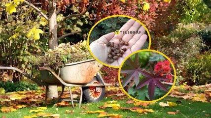 Рослина рицина