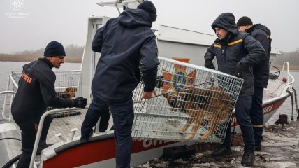 Охота на диких котов: как с острова, где 21 год прожила полтавская "Робинзон Крузо", вывозили четвероногих
