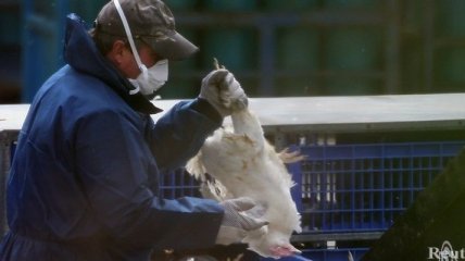 Новая вспышка птичьего гриппа выявлена в Нидерландах 