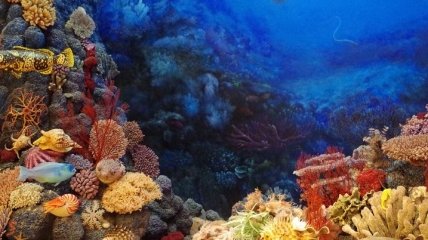 Все для спасения океана: ученые разработали стресс-тест для кораллов