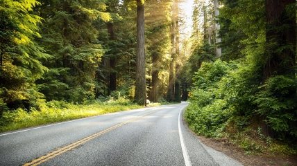 Лесные дороги стоят десятки миллионов