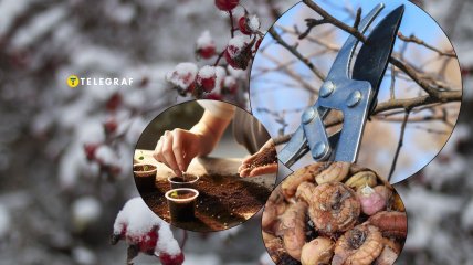 Что нужно посадить, обрезать и подготовить в феврале