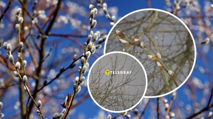 В Ровно белыми "котиками" зацвела козья ива