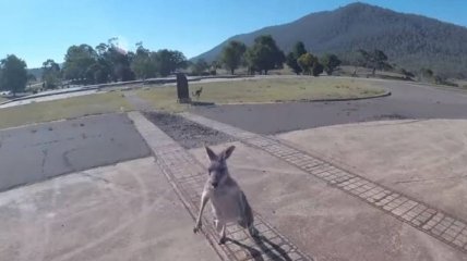 Встреча по-австралийски: недружелюбный кенгуру напал на экстремала (Видео)
