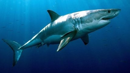 Исследователи обнаружили останки акулы огромных размеров
