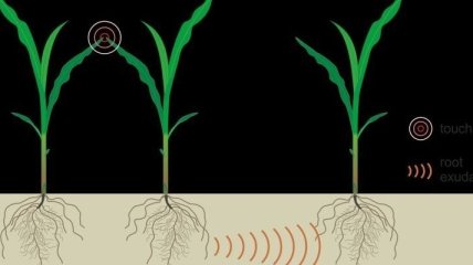 Ученые нашли у растений систему коммуникаций через корни