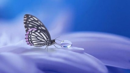Броня на крыльях бабочки защищает ее от сильного дождя