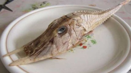Создание с клыками удивило рыбака