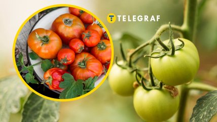 Узнайте, что нужно сделать, чтобы помидоры быстрее созревали