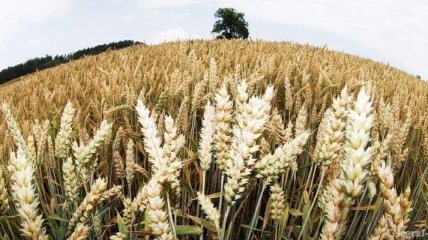 До 25-летнего максимума выросли цены на зерно в Германии 