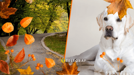Осіннє листя прикрасило собаку