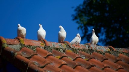 Как избавиться от голубей на балконе - лайфхаки