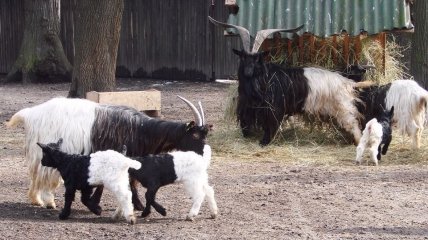 Валлийские козлята: пополнение в киевском зоопарке (ФОТО)