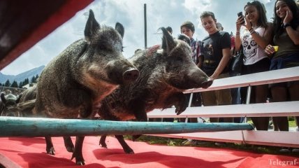 В Швейцарии публично зарезали двух свиней