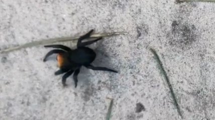В лесу под Киевом обнаружили ядовитого паука: что делать в случае укуса (видео)