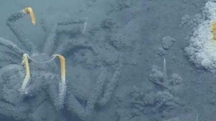 Ученые обнаружили в Мексиканском заливе смертоносное озеро