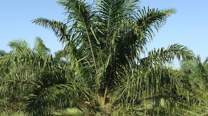 Названы полезные и вредные свойства пальмового масла