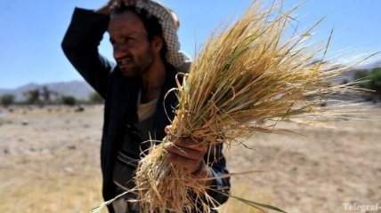 ОАЭ хотят выращивать пшеницу