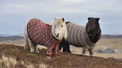 Шотландские пони - живые шотландские достопримечательности